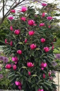Pink Pyramid Magnolia (Tulip Tree) - 7 Gallon Pot -Trees And Plants magnolia pink pyramid tulip tree 120copy