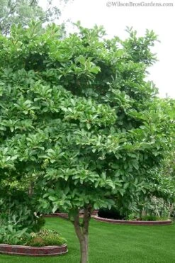 Centennial Star Magnolia - 1 Gallon Pot -Trees And Plants magnolia stellata 1 5