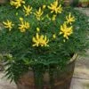 Funky Flow Mahonia - 3 Gallon Pot 1 Funky Flow Mahonia - 3 Gallon Pot -Trees And Plants mahonia funky flow 5