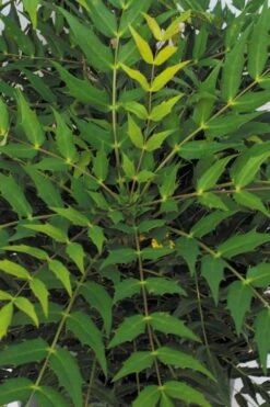 Funky Flow Mahonia - 3 Gallon Pot -Trees And Plants mahonia funky flow 500x750 1