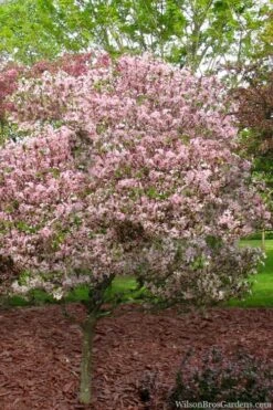 Southern Crabapple (Malus Angustifolia) - 1 Gallon Pot -Trees And Plants malus angustifolia southern crabapple tree 8