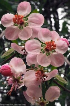 Southern Crabapple (Malus Angustifolia) - 1 Gallon Pot -Trees And Plants malus angustifolia southern crabapple tree flowers 2