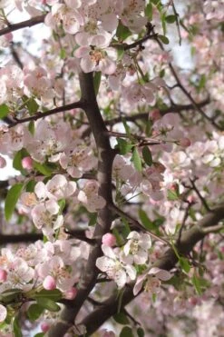 Southern Crabapple (Malus Angustifolia) - 1 Gallon Pot -Trees And Plants malus angustifolia southern crabapple tree flowers 4