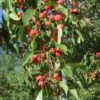 American Sweet Crabapple Tree (Malus Coronaria) - 1 Gallon Pot 1 American Sweet Crabapple Tree (Malus Coronaria) - 1 Gallon Pot -Trees And Plants malus coronaria american sweet crabapple 4