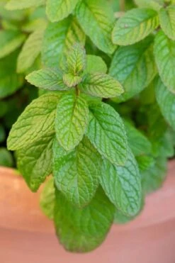 The Best Spearmint (Mentha Spicata 'Mint The Best)) - 6 Pack Of Pint Pots -Trees And Plants mentha spicata mint the best spearmint 1
