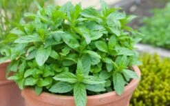 The Best Spearmint (Mentha Spicata 'Mint The Best)) - 6 Pack Of Pint Pots -Trees And Plants mentha spicata mint the best spearmint 2
