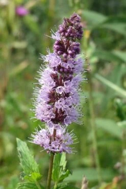 The Best Spearmint (Mentha Spicata 'Mint The Best)) - 6 Pack Of Pint Pots -Trees And Plants mentha spicata mint the best spearmint 4