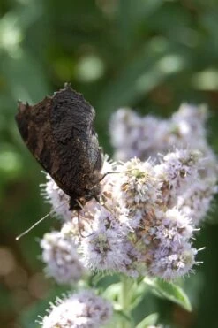 Mojito Mint Plant - 6 Pack Of Pint Pots -Trees And Plants mentha x villosa mojito mint 4