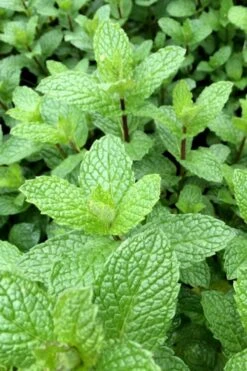 Mojito Mint Plant - 6 Pack Of Pint Pots -Trees And Plants mentha x villosa mojito mint 6