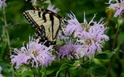 Wild Bergamot Bee Balm (Monarda Fistulosa) - 8 Pack Of 1 Gallon Pots -Trees And Plants monarda fistulosa wild bergamont bee balm 11 1
