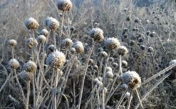 Wild Bergamot Bee Balm (Monarda Fistulosa) - 1 Gallon Pot -Trees And Plants monarda fistulosa wild bergamont bee balm 15