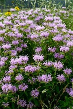 Wild Bergamot Bee Balm (Monarda Fistulosa) - 8 Pack Of 1 Gallon Pots -Trees And Plants monarda fistulosa wild bergamont bee balm 16 1