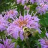 Wild Bergamot Bee Balm (Monarda Fistulosa) - 1 Gallon Pot -Trees And Plants monarda fistulosa wild bergamont bee balm 18