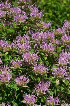 Wild Bergamot Bee Balm (Monarda Fistulosa) - 1 Gallon Pot -Trees And Plants monarda fistulosa wild bergamont bee balm 5