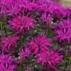 Rockin' Raspberry Bee Balm (Monarda) - 1 Gallon Pot -Trees And Plants monarda sugar buzz rockin raspberry bee balm 1
