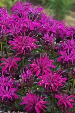 Rockin' Raspberry Bee Balm (Monarda) - 1 Gallon Pot