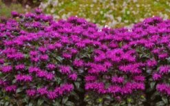 Rockin' Raspberry Bee Balm (Monarda) - 1 Gallon Pot -Trees And Plants monarda sugar buzz rockin raspberry bee balm 21