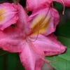 Country Cousin Pink Aromi Azalea (Rhododendron Hybrid) - 3 Gallon Pot -Trees And Plants native azalea country cousins 4