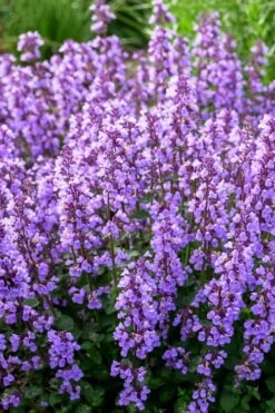 Cats Pajamas Catmint - 1 Gallon Pot 11 Cats Pajamas Catmint - 1 Gallon Pot -Trees And Plants nepeta cats pajamas catmint 3