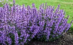 Cats Pajamas Catmint - 1 Gallon Pot 10 Cats Pajamas Catmint - 1 Gallon Pot -Trees And Plants nepeta cats pajamas catmint 4