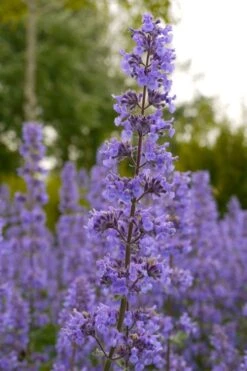 Summer Magic Catmint (Nepeta Grandiflora) - 1 Gallon Pot -Trees And Plants nepeta grandiflora summer magic catmint 1 1