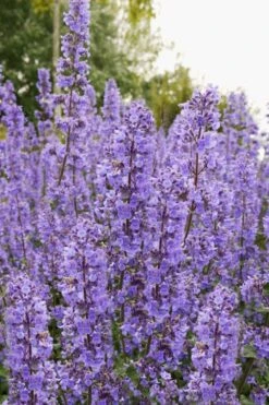 Summer Magic Catmint (Nepeta Grandiflora) - 1 Gallon Pot -Trees And Plants nepeta grandiflora summer magic catmint 3 1