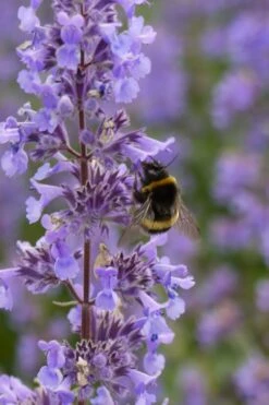 Summer Magic Catmint (Nepeta Grandiflora) - 1 Gallon Pot -Trees And Plants nepeta grandiflora summer magic catmint 4 1