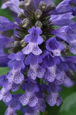 Blue Prelude Catmint (Nepeta) - 1 Gallon Pot -Trees And Plants nepeta prelude blue catmint 1
