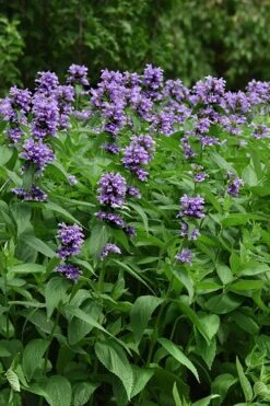 Blue Prelude Catmint (Nepeta) - 1 Gallon Pot -Trees And Plants nepeta prelude blue catmint 3