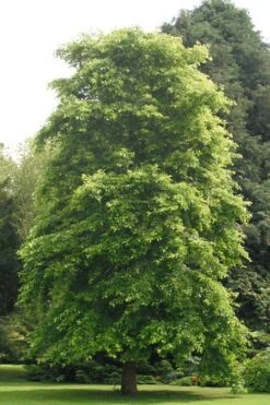 Black Gum Tupelo Tree (Nyssa Sylvatica) - 3 Gallon Pot -Trees And Plants nyssa sylvatica black gum tupelo tree 2