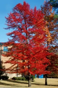 Black Gum Tupelo Tree (Nyssa Sylvatica) - 3 Gallon Pot -Trees And Plants nyssa sylvatica black gum tupelo tree 3