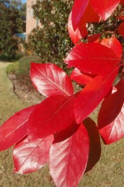 Black Gum Tupelo Tree (Nyssa Sylvatica) - 3 Gallon Pot -Trees And Plants nyssa sylvatica black gum tupelo tree leaf 1