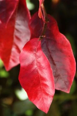 Black Gum Tupelo Tree (Nyssa Sylvatica) - 3 Gallon Pot -Trees And Plants nyssa sylvatica black gum tupelo tree leaf