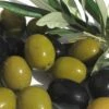 Arbequina Olive Tree - 7 Gallon Pot (4-5') -Trees And Plants olive arbequina 5 3