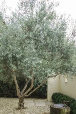 Arbequina Olive Tree - 3 Gallon Pot -Trees And Plants olive tree arbequina 4