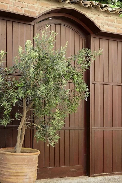 Arbequina Olive Tree - 7 Gallon Pot (3-4') 7 Arbequina Olive Tree - 7 Gallon Pot (3-4') - Image 5