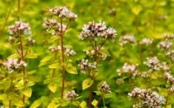 Golden Oregano - 5 Pack Of Pint Pots -Trees And Plants oregano golden 2 1
