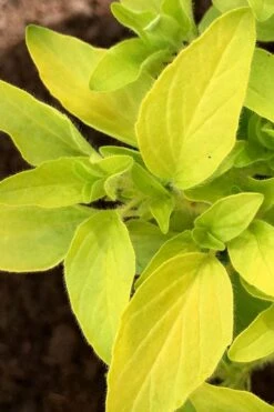 Golden Oregano - 5 Pack Of Pint Pots -Trees And Plants oregano golden 6 1