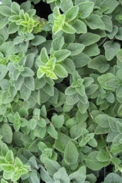 Hot & Spicy Oregano - 6 Pack Of Pint Pots -Trees And Plants oregano hot spicey 700x550 1