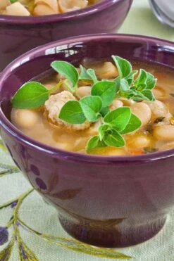 Hot & Spicy Oregano - 6 Pack Of Pint Pots -Trees And Plants oreganum hot and spicy oregano 1