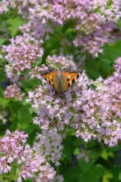 Hot & Spicy Oregano - 6 Pack Of Pint Pots -Trees And Plants oreganum hot and spicy oregano 7