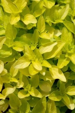 Golden Oregano - 5 Pack Of Pint Pots -Trees And Plants origanum vulgare aurea golden oregano 10 1