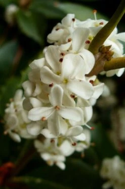 Fortune's Cold Hardy Tea Olive (Fragrant Osmanthus) - 7 Gallon Pot (4-5') -Trees And Plants osmanthus fortunei fragrant tea olive 2 4