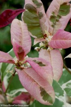 Pink Flush Variegated Tea Olive (Osmanthus Fragrans 'Yinbi Shuanghui') - 6 Pack Of Quart Pots -Trees And Plants osmanthus frangrans yinbi shuangui variegated tea olive 10 3