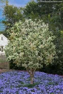 Pink Flush Variegated Tea Olive (Osmanthus Fragrans 'Yinbi Shuanghui') - Quart Pot -Trees And Plants osmanthus frangrans yinbi shuangui variegated tea olive 8 4