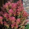 Party Lights Pink Flush Tea Olive - Osmanthus Heterophyllus - 6 Pack Of 1 Gallon Pots