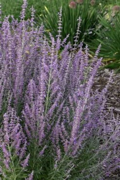 Sage Advice Russian Sage - 1 Gallon -Trees And Plants perovskiaatriplicifolia sage advice russian sage 2