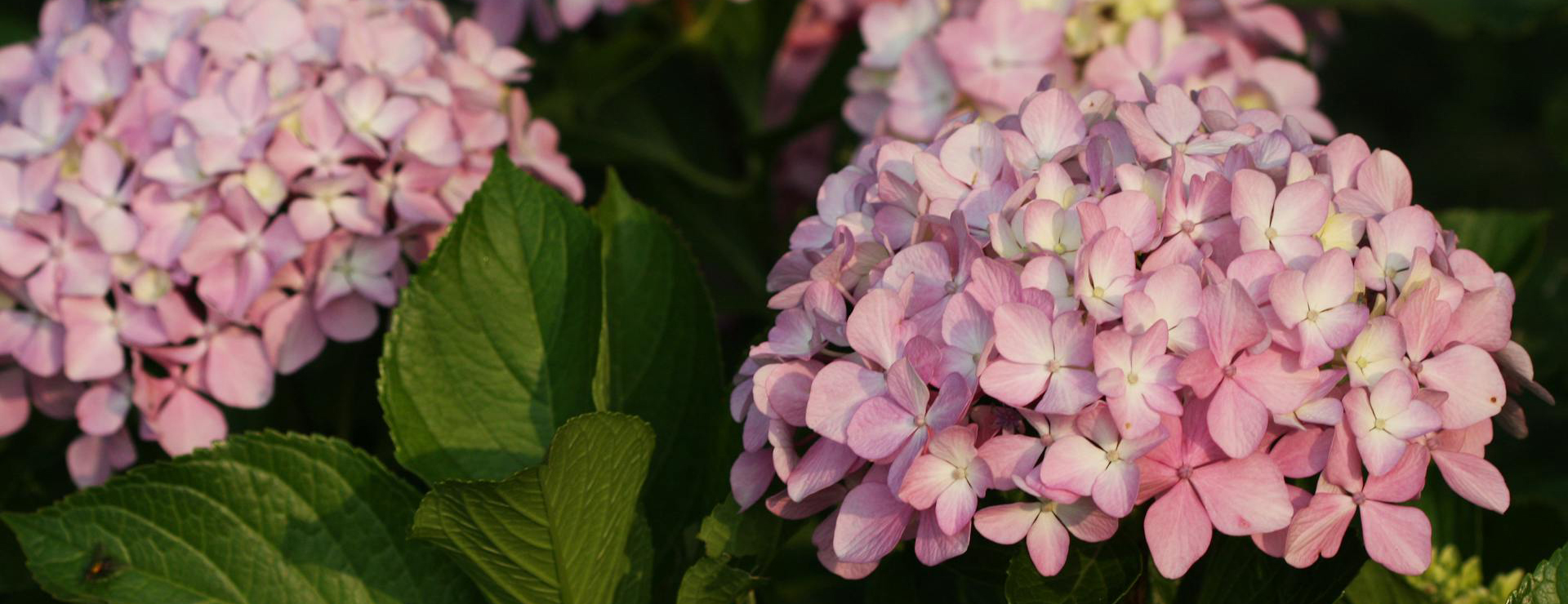 Trees And Plants -Trees And Plants pexels suyashbatra 32331049 1