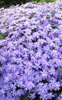 Blue Creeping Phlox - 6 Pack Of 1 Gallon Pots -Trees And Plants phlox subulata blue creeping 1