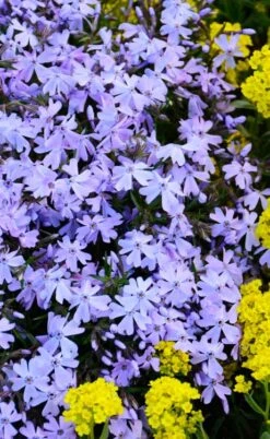 Blue Creeping Phlox - 6 Pack Of 1 Gallon Pots -Trees And Plants phlox subulata blue creeping 2